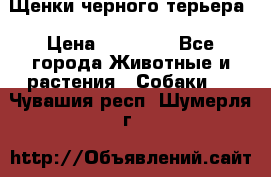 Щенки черного терьера › Цена ­ 35 000 - Все города Животные и растения » Собаки   . Чувашия респ.,Шумерля г.